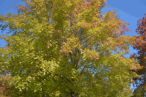 c0136736_1934490.gif