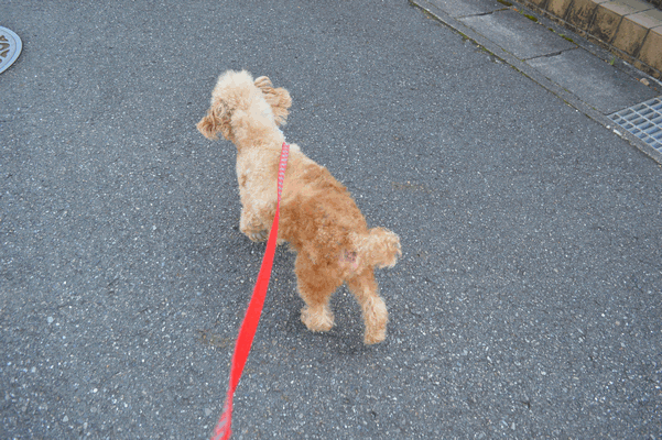 c0136736_1935776.gif