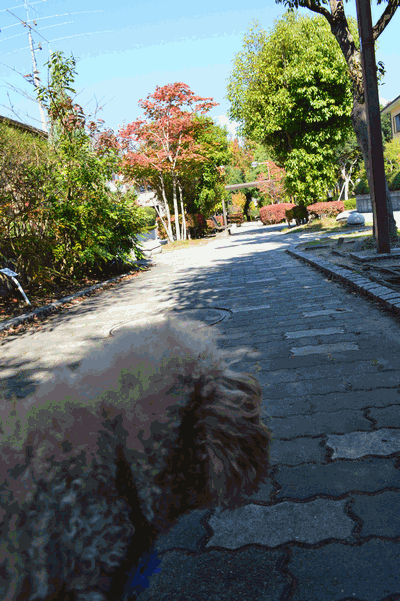 c0136736_1954171.gif