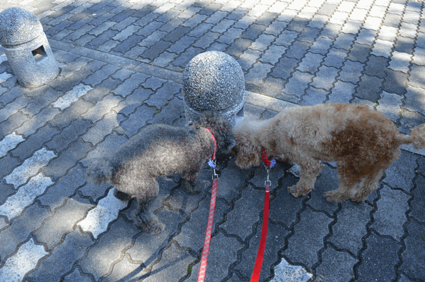 c0136736_195474.gif