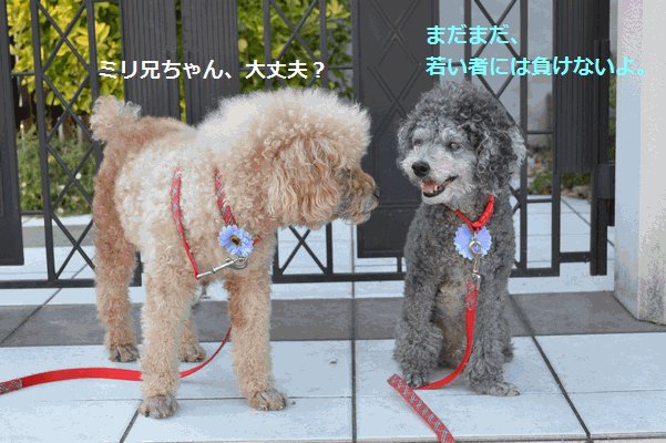 c0136736_1985981.gif