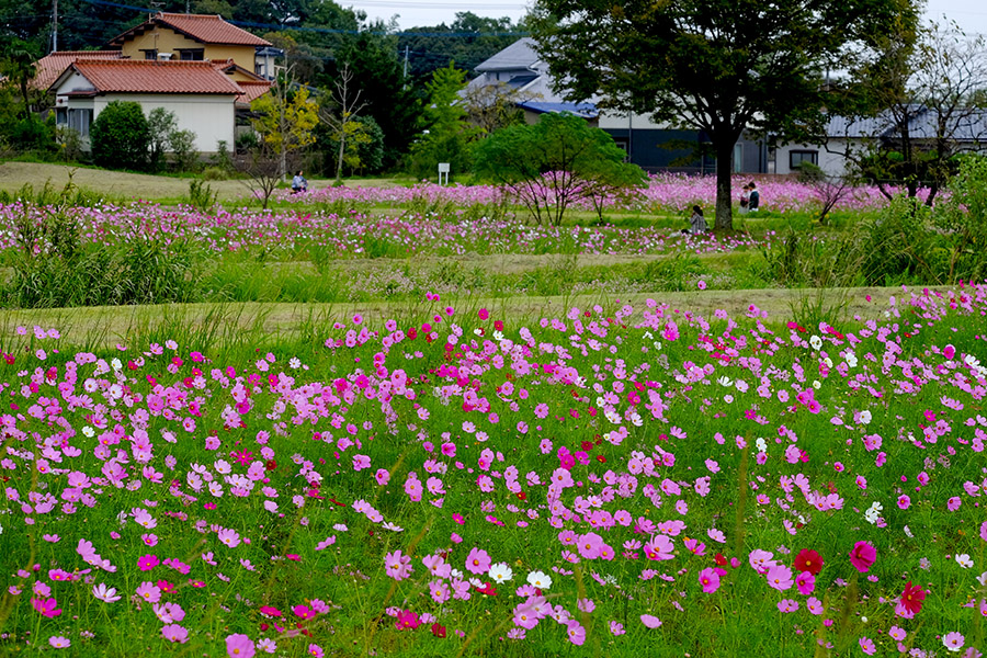 公園のコスモス ３（佐賀市金立公園にて）_c0014538_15295430.jpg