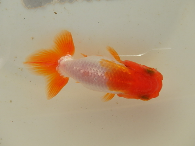 f0334143_9461654.jpg