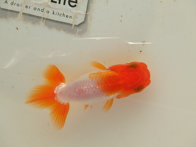 f0334143_9462221.jpg