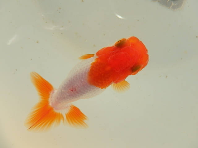 f0334143_946667.jpg