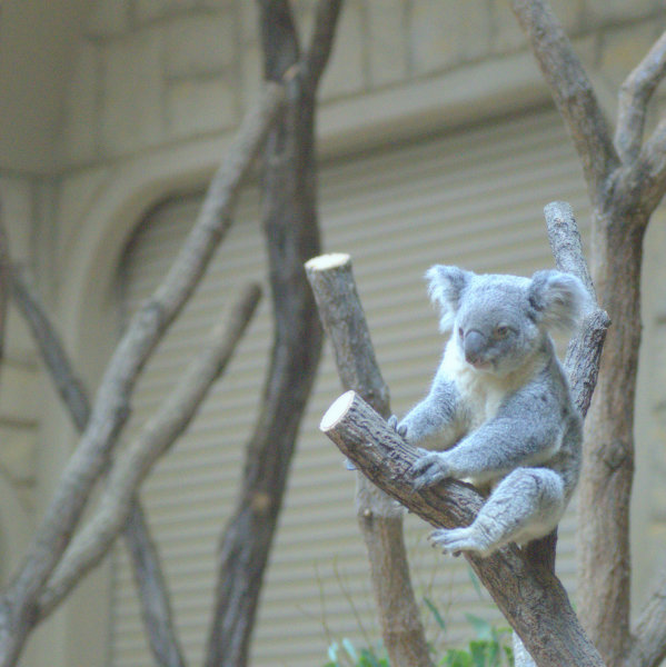 東山動物園～part1～_c0345348_16354335.jpg