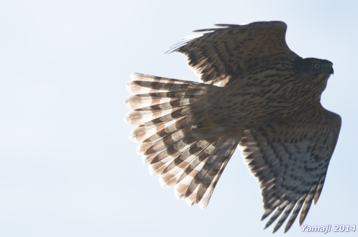 オオタカ幼鳥の判定は？_f0194048_04515953.jpg