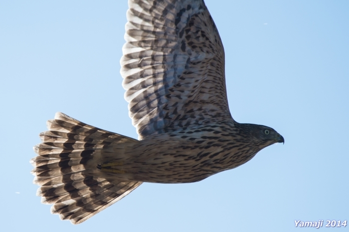 オオタカ幼鳥の判定は？_f0194048_04523911.jpg