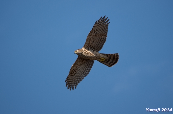 オオタカ幼鳥の判定は？_f0194048_05034327.jpg