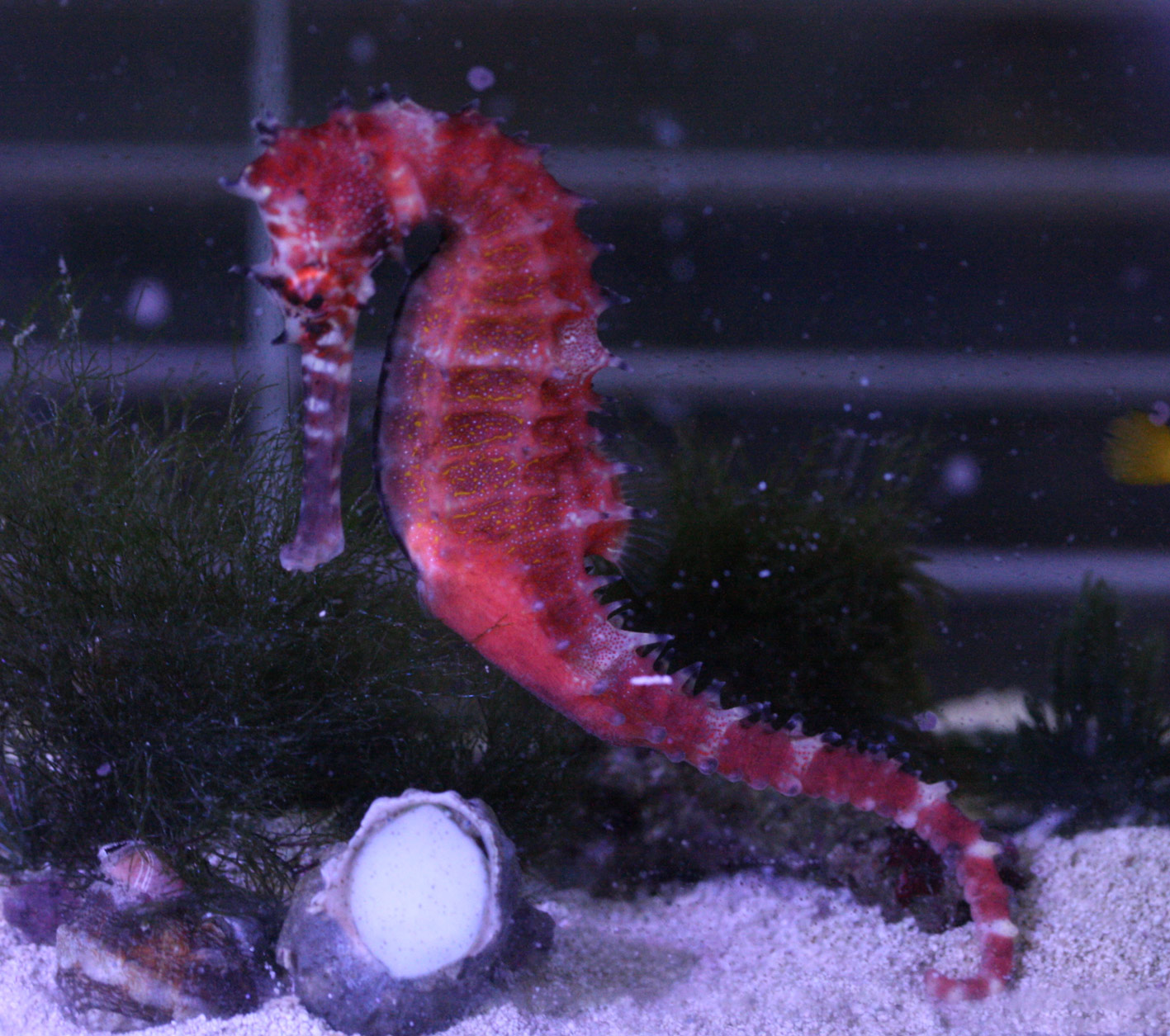 タツとホタテがきたっ ビーボックスアクアリウム 海水魚 サンゴ情報 タツとホタテがきたっ ビーボックスアクアリウム 海水魚 サンゴ情報