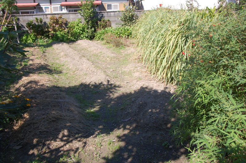 極早生タマネギの苗を植付ました by (TATE-misaki)_c0108460_20292276.jpg