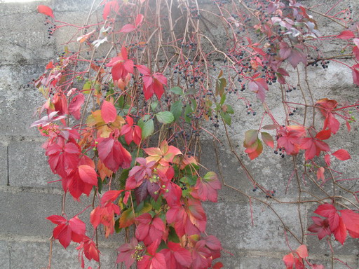赤い葉 赤い茎 黒い実の美しい蔦の紅葉 フランス Bons Vivants Idees Partout 赤い葉 赤い茎 黒い実の美しい蔦の紅葉 フランス Bons Vivants Idees Partout