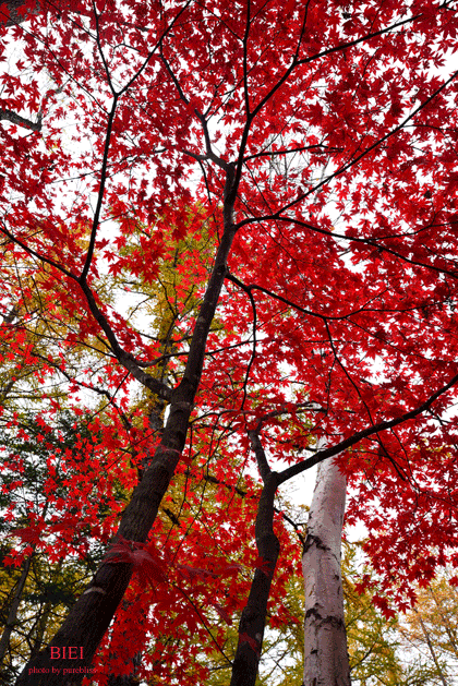 b0243873_16340837.gif