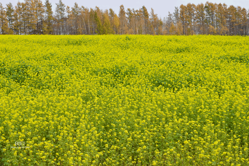 b0243873_16350540.gif