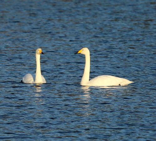 冬鳥たちの飛来シリーズ～オオハクチョウ～_d0262476_1323113.jpg