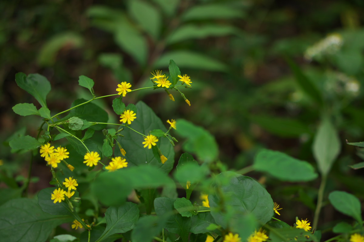 怒りの鎌之助　ハラビロカマキリ（腹広蟷螂）他_a0083081_2271467.jpg