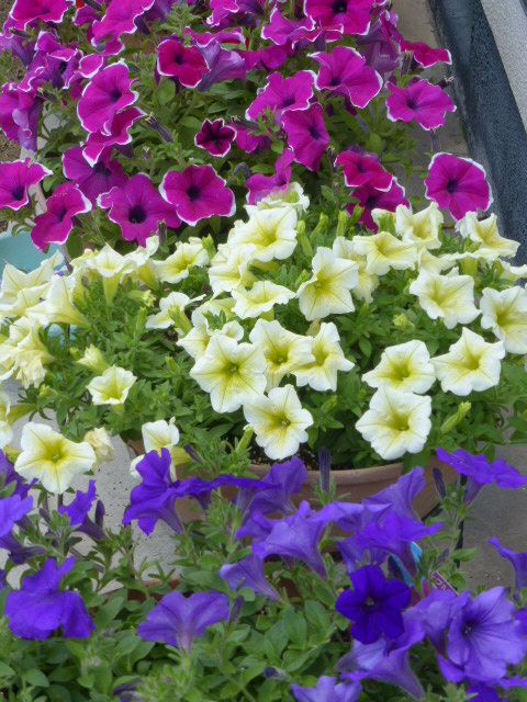 c0344085_10584567.jpg