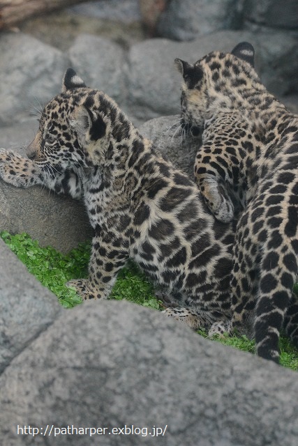 ２０１４年１０月　天王寺動物園　その３　まだ続くよジャガーの赤ちゃん_a0052986_0204628.jpg