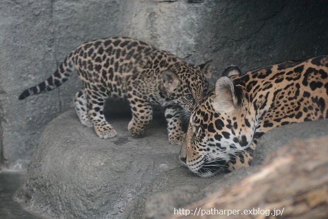 ２０１４年１０月　天王寺動物園　その３　まだ続くよジャガーの赤ちゃん_a0052986_724185.jpg