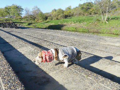 f0205887_1512412.gif