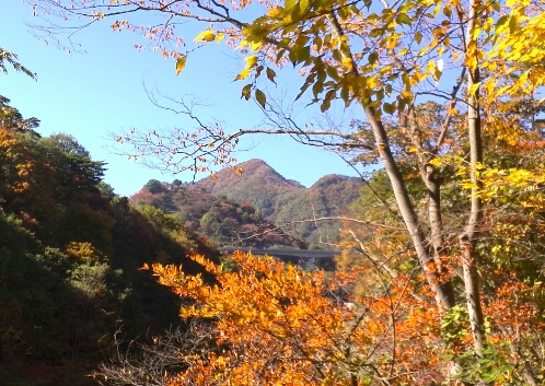 ちょこっと紅葉_f0110488_1585148.jpg