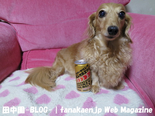 忙し過ぎてどうにもならない・・・_b0200291_210349.jpg