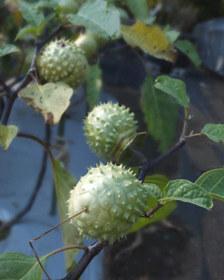 玉川上水　→　東京都薬用植物園　　2014年10月30日_c0204801_2216481.gif