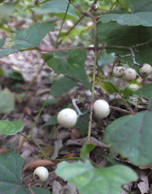 玉川上水　→　東京都薬用植物園　　2014年10月30日_c0204801_2293086.gif