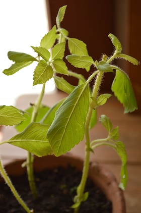 ベランダ菜園 ホーリーバジルを越冬させたい パンと石けんとわたし 化学物質過敏症の毎日