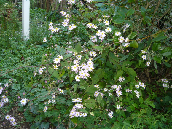 a0139007_17474536.jpg