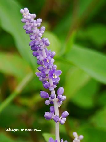 藪の中でも自分の花を咲かせる_c0098807_19262681.jpg