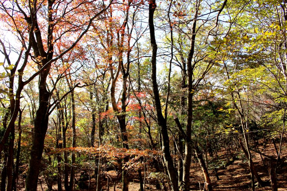 由布岳の紅葉は遅かった(>_<)_f0212511_2154042.jpg