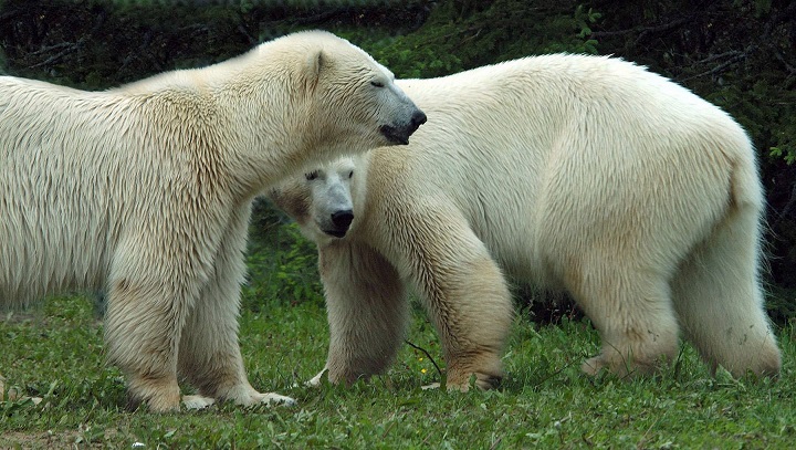 今シーズンに出産の有無が注目される雌(1)~ カナダ・トロント動物園のオーロラとニキータの双子姉妹_a0151913_19585982.jpg