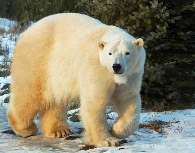 今シーズンに出産の有無が注目される雌(1)~ カナダ・トロント動物園のオーロラとニキータの双子姉妹_a0151913_2061573.jpg