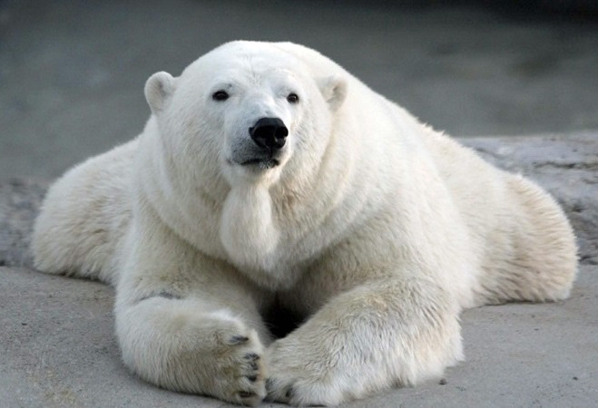 今シーズンに出産の有無が注目される雌(1)~ カナダ・トロント動物園のオーロラとニキータの双子姉妹_a0151913_2065121.jpg
