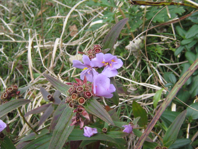 ♡♡野の花♡♡_d0009116_20464687.jpg