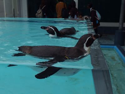 鳥羽 エクストリームリーヌ旅②〜鳥羽水族館ニヤリーヌ〜_f0090416_2226401.jpg