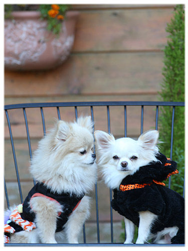 ドッグランフィールドさんで平日飛行犬撮影会 飛行犬撮影所 Kobe