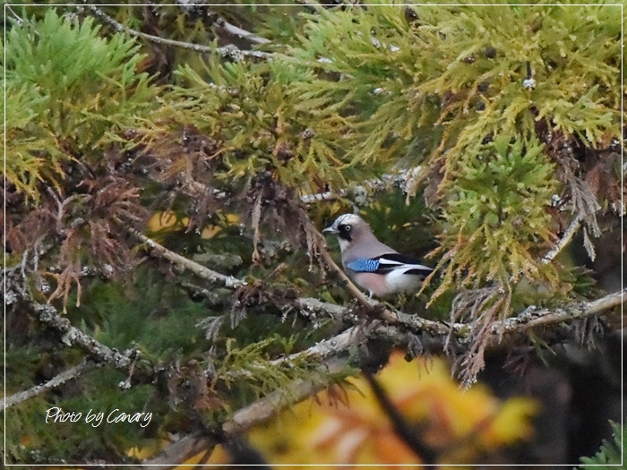 信州で出遭った他の鳥 Ⅰ　ゴジュウカラ・オオアカゲラ・カケス・ノスリなど2014/10/26_d0129921_0571544.jpg