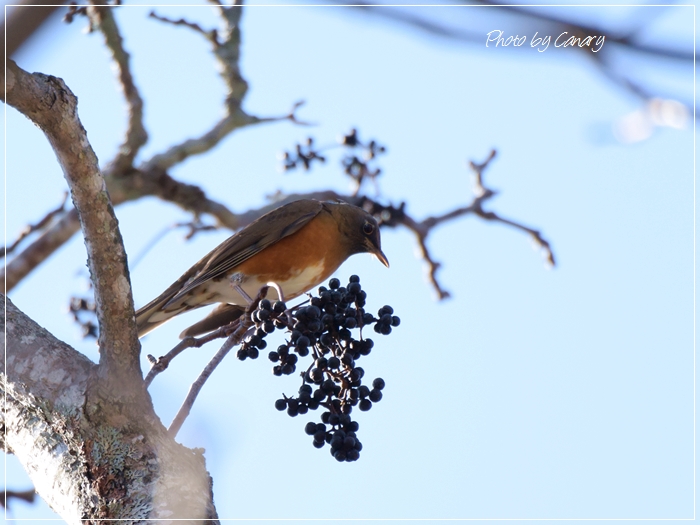 信州で出会った鳥　Ⅱ　ツグミ・アカハラ・マヒワ・モズ・カワラヒワ　2014/10/27_d0129921_10552210.jpg