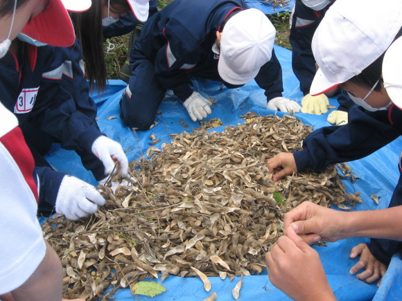 大豆収穫!南中山小学校三年生!!_e0061225_13222366.jpg