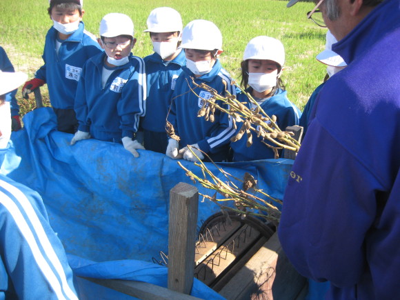 大豆の収穫…猪の被害に…服間小学校3年生奮闘!!_e0061225_14470099.jpg