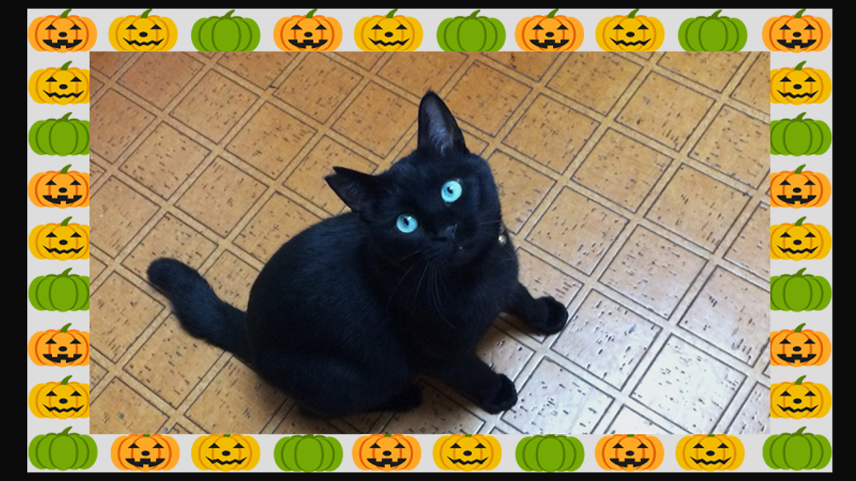 ﾊﾛｳｨﾝには黒猫っしょ・・ｗ_b0286226_23453660.jpg