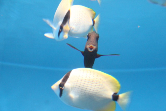 【葛西臨海水族園】葛西臨海散歩 part 1_f0348831_22104997.jpg