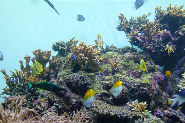 【葛西臨海水族園】葛西臨海散歩 part 1_f0348831_22105531.jpg