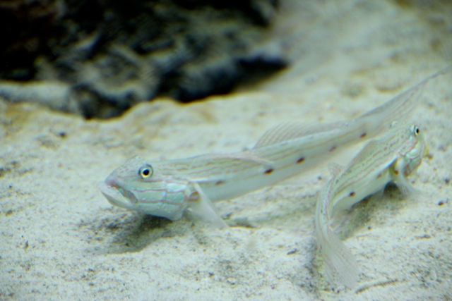 【葛西臨海水族園】葛西臨海散歩 part 1_f0348831_22105945.jpg