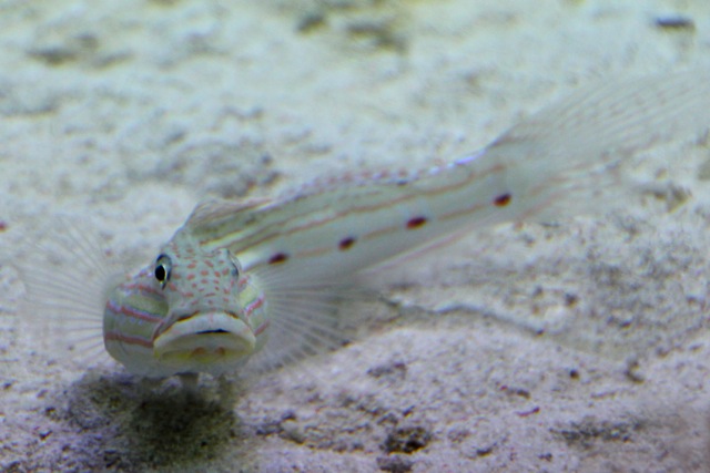 【葛西臨海水族園】葛西臨海散歩 part 1_f0348831_22110401.jpg