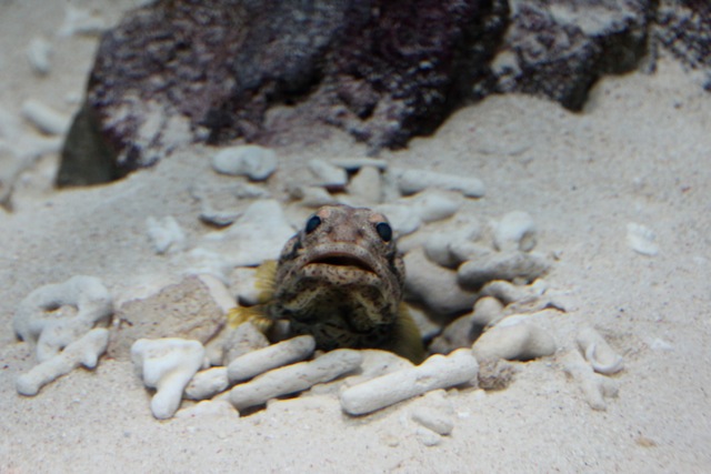 【葛西臨海水族園】葛西臨海散歩 part 1_f0348831_22113893.jpg