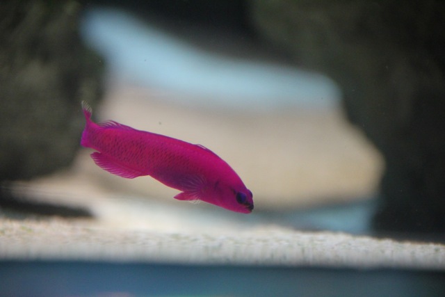 【葛西臨海水族園】葛西臨海散歩 part 1_f0348831_22114395.jpg