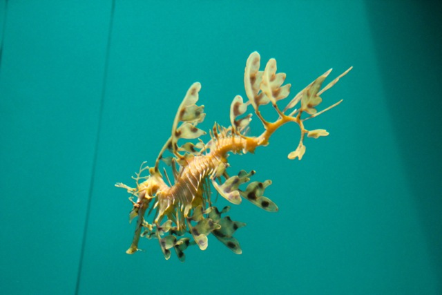 【葛西臨海水族園】葛西臨海散歩 part 1_f0348831_22114827.jpg